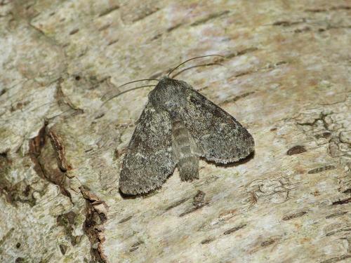 Apamea zeta